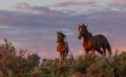 Pair of dominate stallions confront each other at dusk Art Print